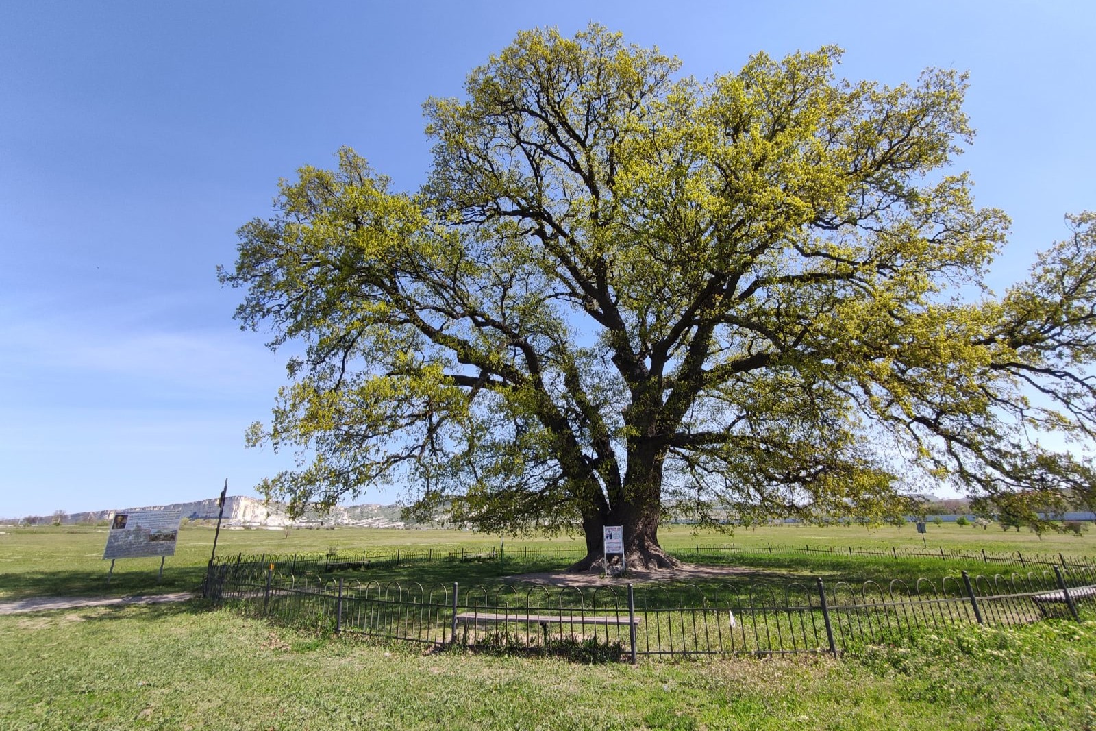 Достопримечательности Крыма – дуб Суворова