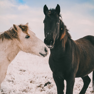 Прогулка на лошадях в Крыму зимой