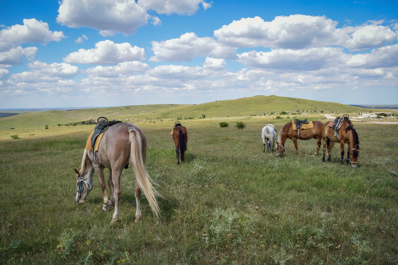 Отзывы о конном клубе | Конный клуб «Cowboy» - Страница 5