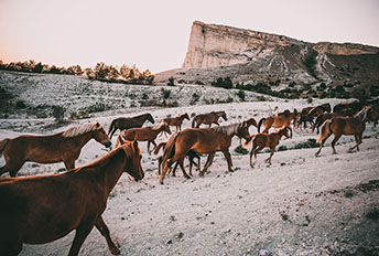 Перегон табуна лошадей в Крыму