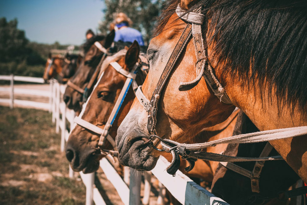 Катание на лошадях в Крыму Прогулки на лошадях в Крыму